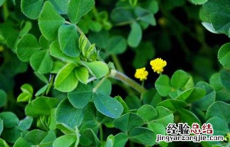 苜蓿的营养价值 苜蓿的营养价值和食用的方法