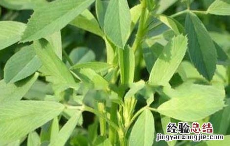 苜蓿的营养价值 苜蓿的营养价值和食用的方法
