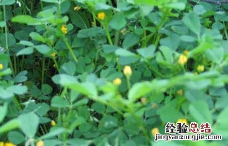 苜蓿的营养价值 苜蓿的营养价值和食用的方法