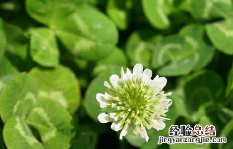 苜蓿的营养价值 苜蓿的营养价值和食用的方法