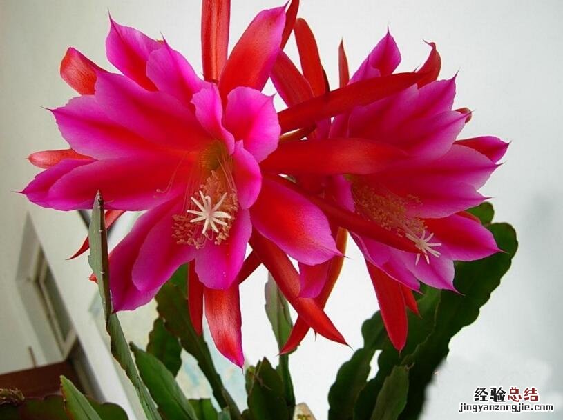 令箭荷花这样养 令箭荷花养植方法