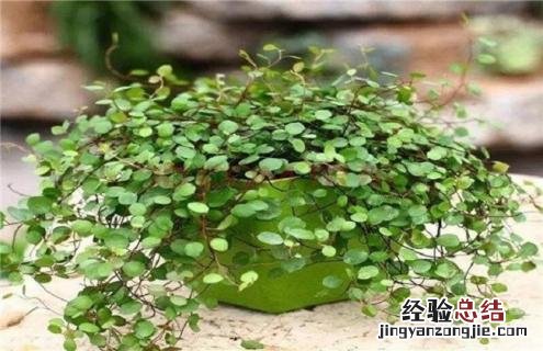 婚纱吊兰的简介及图片大全 婚纱吊兰的简介及图片