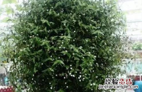 婚纱吊兰的简介及图片大全 婚纱吊兰的简介及图片