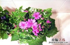 婚纱吊兰的简介及图片大全 婚纱吊兰的简介及图片