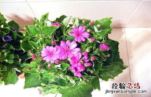 婚纱吊兰的简介及图片大全 婚纱吊兰的简介及图片