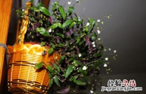 婚纱吊兰的简介及图片大全 婚纱吊兰的简介及图片