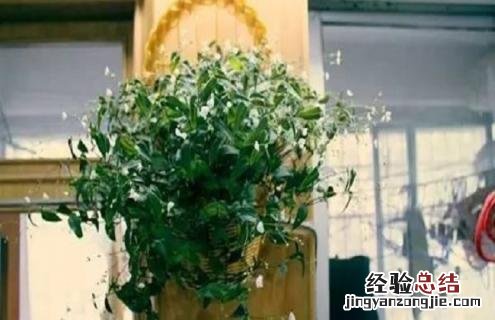 婚纱吊兰的简介及图片大全 婚纱吊兰的简介及图片
