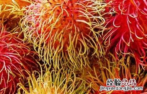 红毛丹的营养价值及功效 红毛丹的营养价值