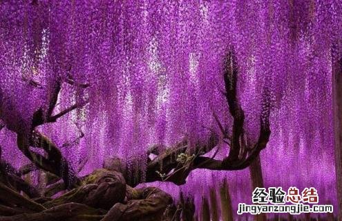 紫藤萝图片 背景图片 紫藤萝的简介及唯美图片欣赏