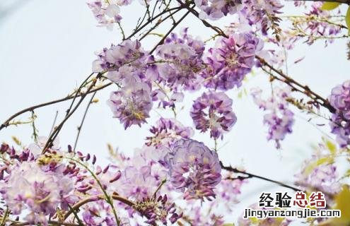紫藤萝图片 背景图片 紫藤萝的简介及唯美图片欣赏