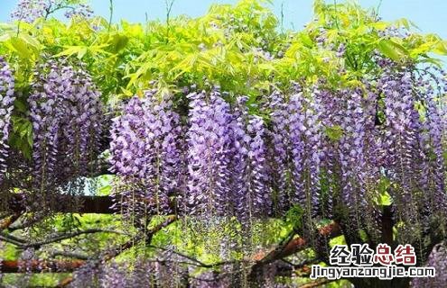 紫藤花的种类有哪些 紫藤花的种类有哪些名字