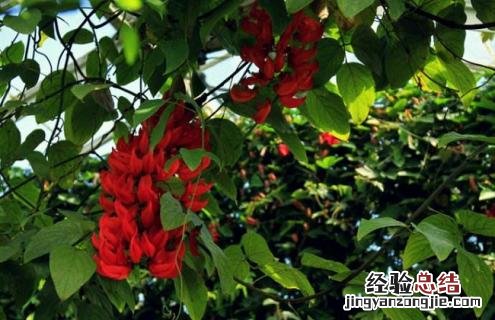 紫藤花的种类有哪些 紫藤花的种类有哪些名字