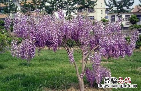 紫藤花的种类有哪些 紫藤花的种类有哪些名字