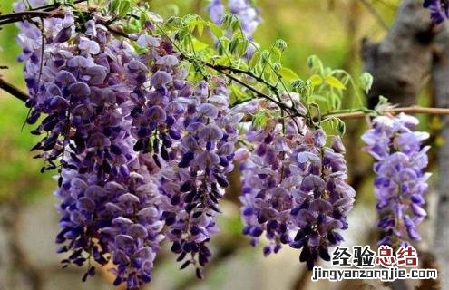 紫藤花的种类有哪些 紫藤花的种类有哪些名字