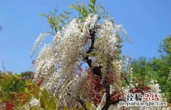 紫藤花的种类有哪些 紫藤花的种类有哪些名字