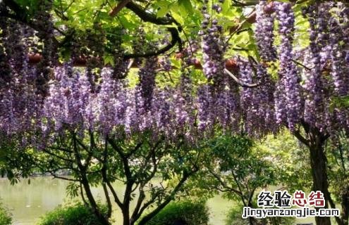 紫藤花的种类有哪些 紫藤花的种类有哪些名字