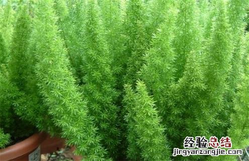 天门冬简介及图片欣赏 天门冬百度百科