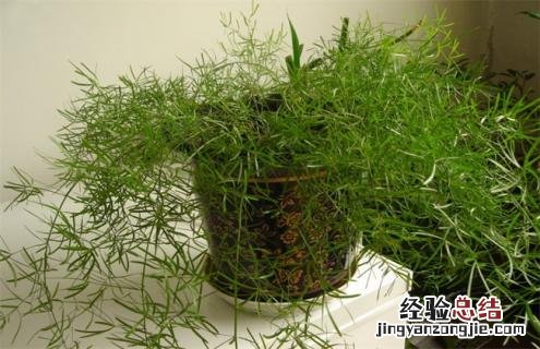 天门冬简介及图片欣赏 天门冬百度百科
