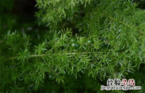 天门冬简介及图片欣赏 天门冬百度百科