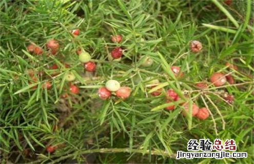 天门冬简介及图片欣赏 天门冬百度百科