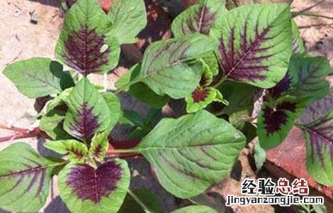 苋菜的营养价值是什么 苋菜的营养价值