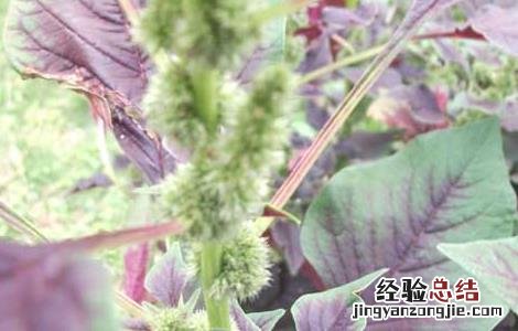 苋菜的营养价值是什么 苋菜的营养价值