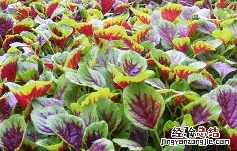 苋菜的营养价值是什么 苋菜的营养价值