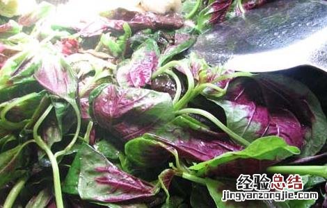 红苋菜的功效与作用禁忌 红苋菜的功效与作用