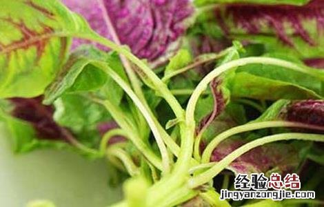 红苋菜的功效与作用禁忌 红苋菜的功效与作用