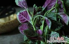 红苋菜的功效与作用禁忌 红苋菜的功效与作用