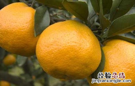 新冠吃橘子有什么好处 吃橘子有什么好处