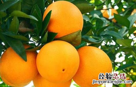橘子的功效与作用新冠 橘子的功效与作用