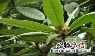 新鲜枇杷叶的功效与作用 干枇杷叶和新鲜枇杷叶的功效与作用