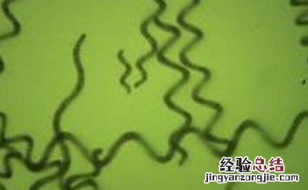 螺旋藻的做法是什么呢 螺旋藻的做法是什么呢