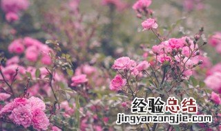 什么叫垂丝海棠 垂丝海棠是什么意思