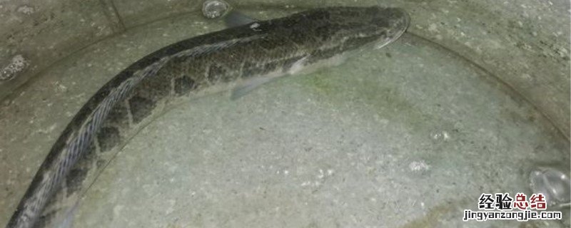 黑头鱼好吗 黑鱼头有毒吗