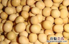 大豆异黄酮的功效与作用及禁忌 大豆异黄酮的功效与作用