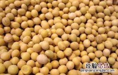 黄豆的营养价值及功效与作用 黄豆的营养价值