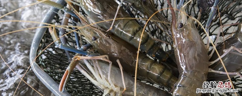 河虾晚上靠岸原因 虾为什么晚上要到岸边