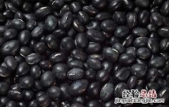 黑豆的营养价值 黑豆的营养价值及功效与作用