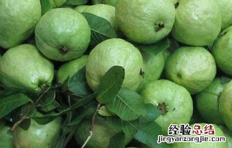 番石榴有什么副作用 番石榴有什么副作用和毒性