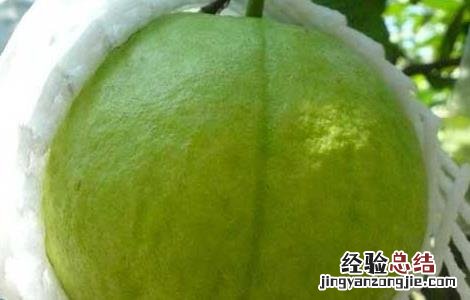 番石榴的营养价值高吗 番石榴的营养价值