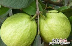 番石榴的营养价值高吗 番石榴的营养价值