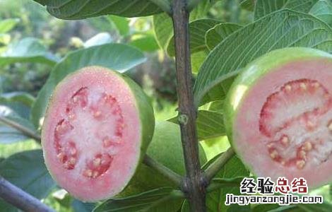 芭乐的功效与作用 芭乐的功效与作用禁忌哪些人不适合食用