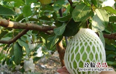 芭乐的功效与作用 芭乐的功效与作用禁忌哪些人不适合食用