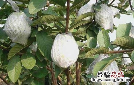 芭乐的功效与作用 芭乐的功效与作用禁忌哪些人不适合食用