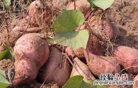 红薯的热量高吗? 红薯的热量高吗