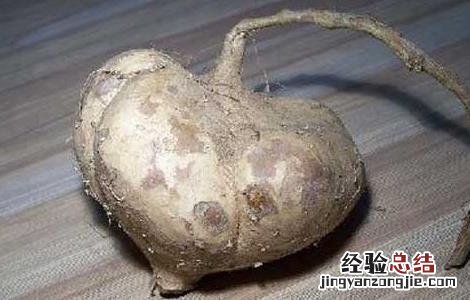地瓜的营养价值 地瓜的营养价值及功效与作用禁忌