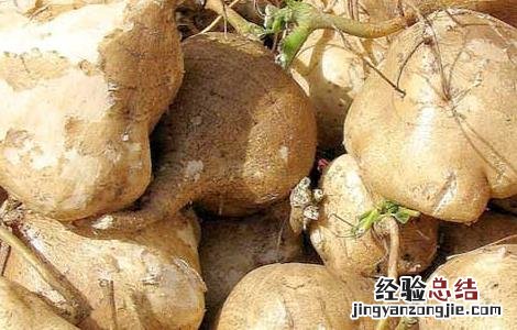 地瓜的营养价值 地瓜的营养价值及功效与作用禁忌
