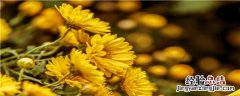 菊花适合什么土壤种植 菊花适合什么土壤生长